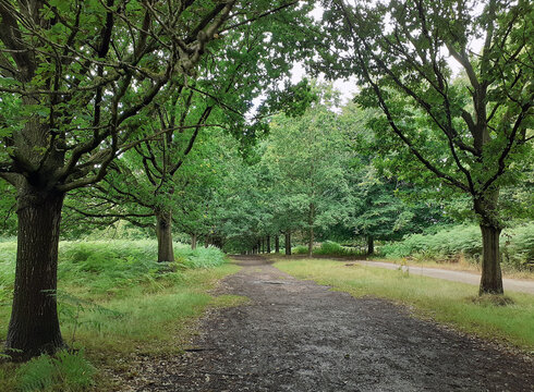 Nottingham, England, July 31, 2022. A dirt path winds through a wooded landscape in Wollaton Park, among tall trees and ferns. It's summer, and on the sides of the trail there are oaks
