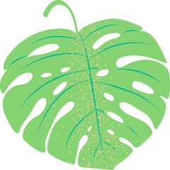 Monstera Leaf With Texture Botanic © Anna Syvak