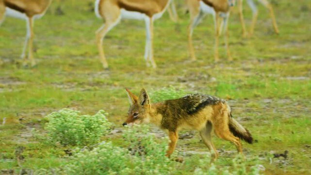 An African jackal (Lupulella mesomelas) crossing a herd of Springboks antelopes (Antidorcas marsupialis) in Botswana.