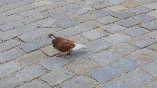 A city pigeon walking across patterned cobblestones, moving steadily through an urban environment and showing typical street‑bird behavior in a public outdoor space