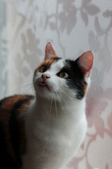 Silly Calico cat © Elena