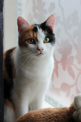 Calico © Elena