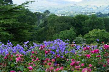Obraz premium Blue-purple geranium flowers dominate. On the flower bed, many pink rose buds. Summer landscape. A picturesque summer garden with geraniums and roses, set against a hilly landscape with trees.