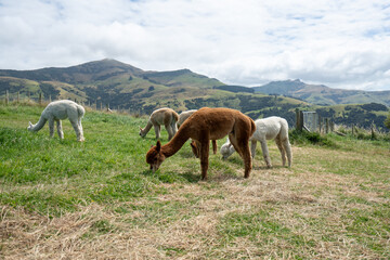 Fototapeta premium Alpacas on mountainside in New Zealand on the south island