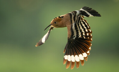 Eurasian hoopoe bird in early morning light ( Upupa epops ) © Piotr Krzeslak