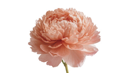 Beautiful light peach peony flower with delicate, ruffled petals, perfectly isolated PNG for elegant floral designs and spring themes © Cian