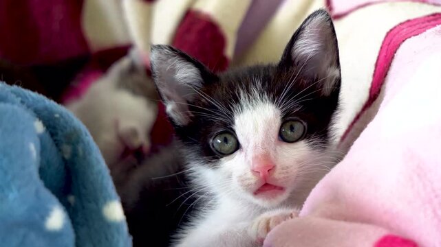 Little Black and White Cat