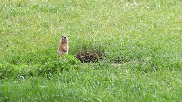 A funny little marmot is bustling about in the green grass on a sunny spring day.