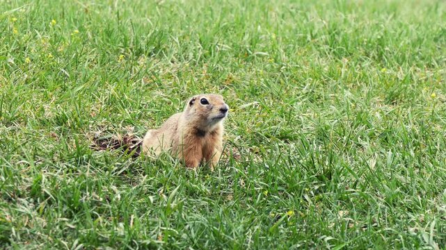 A funny little marmot is bustling about in the green grass on a sunny spring day.