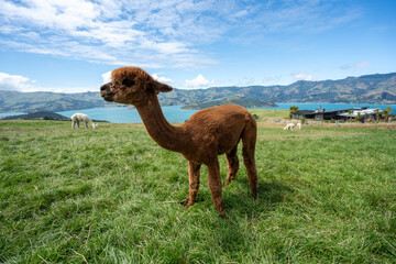 Fototapeta premium Alpacas on mountainside in New Zealand on the south island