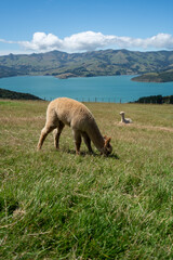 Fototapeta premium Alpacas on mountainside in New Zealand on the south island
