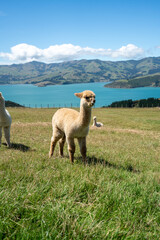 Fototapeta premium Alpacas on mountainside in New Zealand on the south island