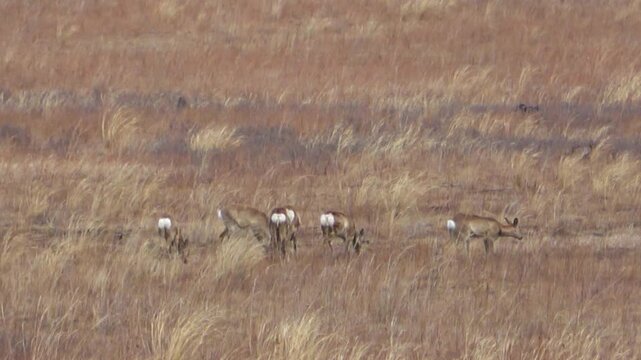  A herd of roe deer grazes in the steppe, Transbaikal Territory, Russia.
