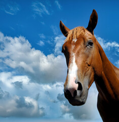 Obraz premium Low Angle of Horses Head Close up