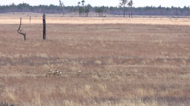  A herd of roe deer grazes in the steppe, Transbaikal Territory, Russia.