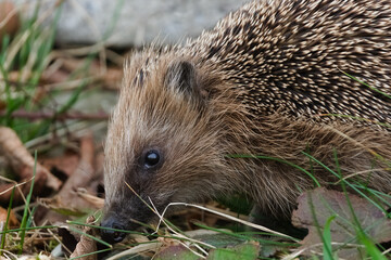 European hedgehog (Erinaceus europaeus) walking through garden plants and dry leaves, small spiny mammal in natural habitat &ndash; common species in the wild in Czech Republic
