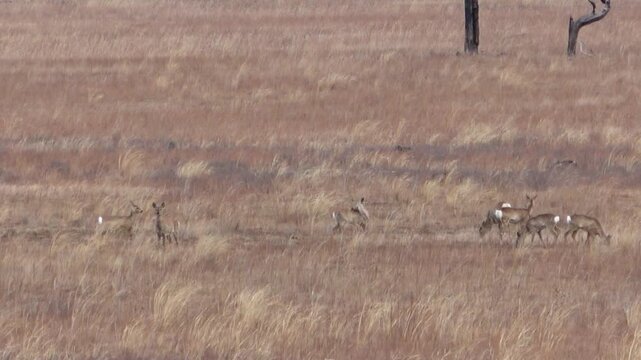  A herd of roe deer grazes in the steppe, Transbaikal Territory, Russia.