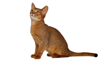 Graceful reddish-brown Abyssinian cat with captivating golden eyes, sitting attentively and looking upwards, isolated PNG on transparent background, elegant domestic feline portrait © Cian