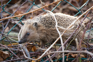 European hedgehog (Erinaceus europaeus) walking through garden plants and dry leaves, small spiny mammal in natural habitat – common species in the wild in Czech Republic © czjonyyy