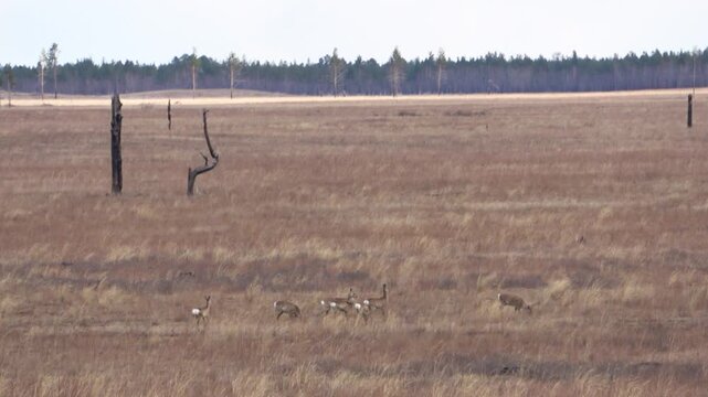  A herd of roe deer grazes in the steppe, Transbaikal Territory, Russia.