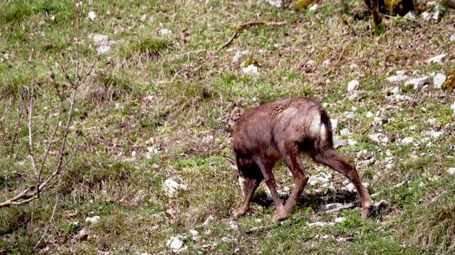 Close-up of a chamois grazing peacefully in a natural meadow, eating fresh grass in its mountain habitat. Wildlife scene showing a wild alpine animal in nature, surrounded by green vegetation 