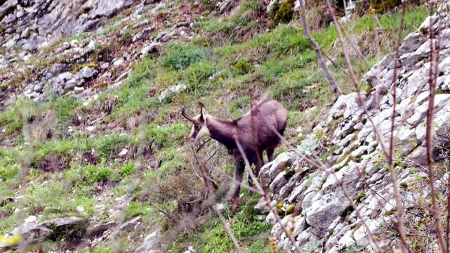 Close-up of a chamois grazing peacefully in a natural meadow, eating fresh grass in its mountain habitat. Wildlife scene showing a wild alpine animal in nature, surrounded by green vegetation 