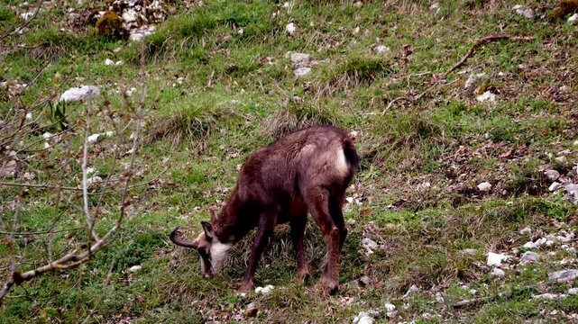 Close-up of a chamois grazing peacefully in a natural meadow, eating fresh grass in its mountain habitat. Wildlife scene showing a wild alpine animal in nature, surrounded by green vegetation 