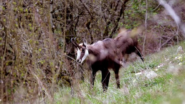 Close-up of a chamois grazing peacefully in a natural meadow, eating fresh grass in its mountain habitat. Wildlife scene showing a wild alpine animal in nature, surrounded by green vegetation 