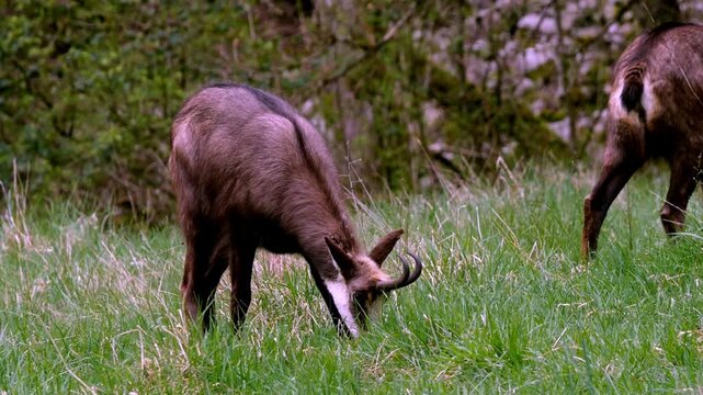 Close-up of a chamois grazing peacefully in a natural meadow, eating fresh grass in its mountain habitat. Wildlife scene showing a wild alpine animal in nature, surrounded by green vegetation 