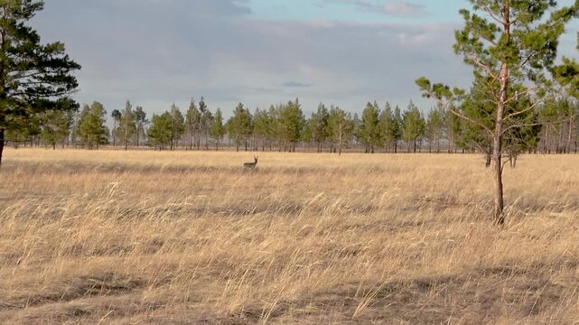  A herd of roe deer grazes in the steppe, Transbaikal Territory, Russia.