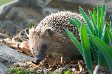 European hedgehog (Erinaceus europaeus) walking through garden plants and dry leaves, small spiny mammal in natural habitat – common species in the wild in Czech Republic © czjonyyy