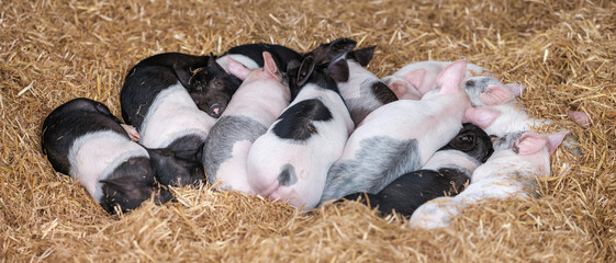 Young Piglets On Straw © Mr Doomits