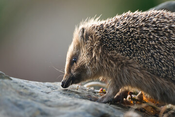 European Hedgehog (Erinaceus europaeus) foraging on forest floor in natural habitat — common species in the Czech Republic © czjonyyy