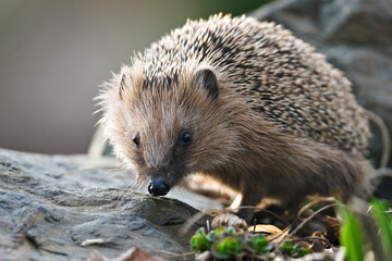 European Hedgehog (Erinaceus europaeus) foraging on forest floor in natural habitat — common species in the Czech Republic © czjonyyy