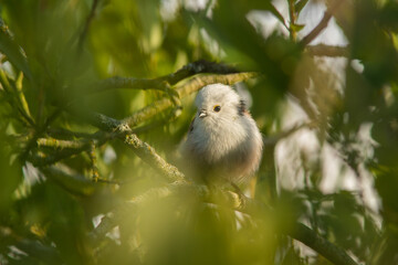 Obraz premium The long-tailed tit, Aegithalos caudatus looking curiously from between the leaves and branches