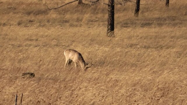  A herd of roe deer grazes in the steppe, Transbaikal Territory, Russia.
