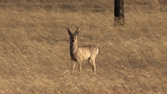  A herd of roe deer grazes in the steppe, Transbaikal Territory, Russia.