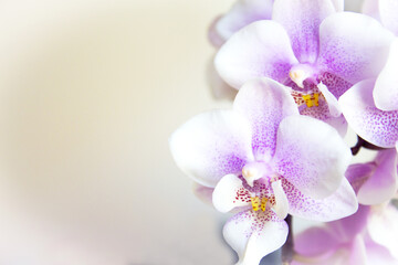 Open orchid flower