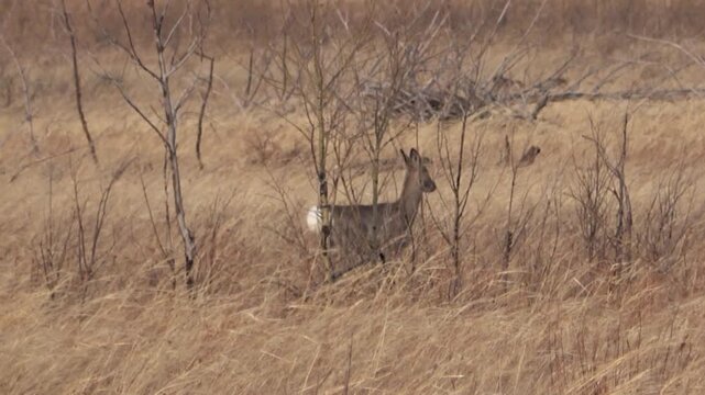  A herd of roe deer grazes in the steppe, Transbaikal Territory, Russia.