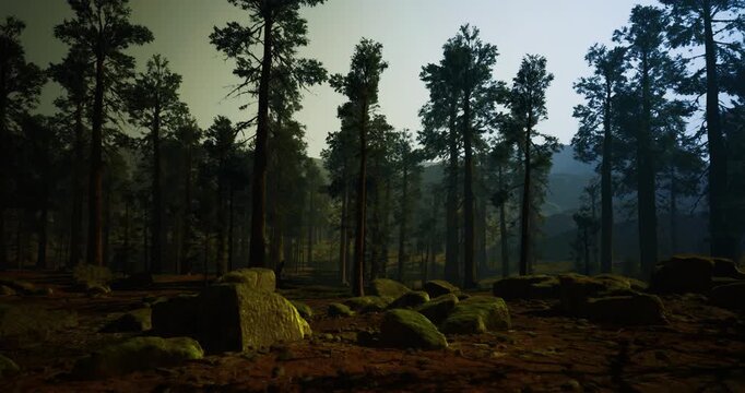 Atmospheric pine forest bathed in subtle haze and diffuse glow, Visual depiction of tranquil pine woodland shrouded in soft mist and gentle light diffusion