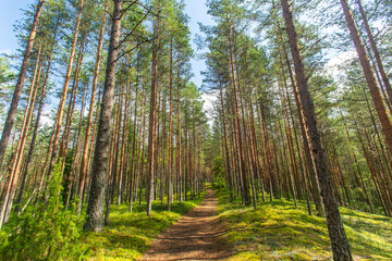 Fototapeta premium Empty summery hiking trail through pine forest in Alutaguse National Park, Estonia