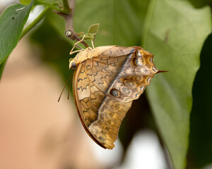 camouflauged butterfly on leaf © Antonino