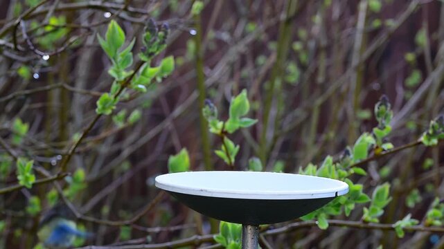 Picky blue tit bird selectively choosing peanut from bird feeder in spring.