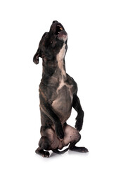 Obraz premium staffordshire bull terrier