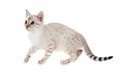 bengal kitten in studio © cynoclub