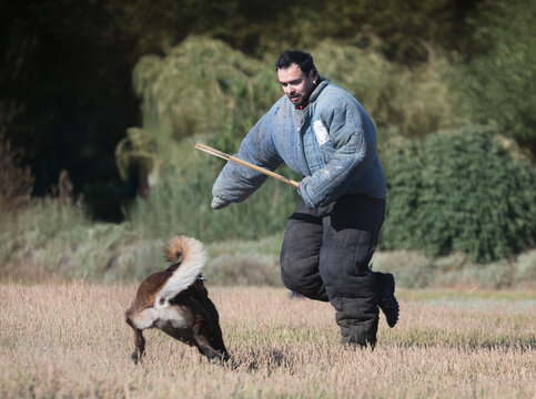 training of belgian shepherd
