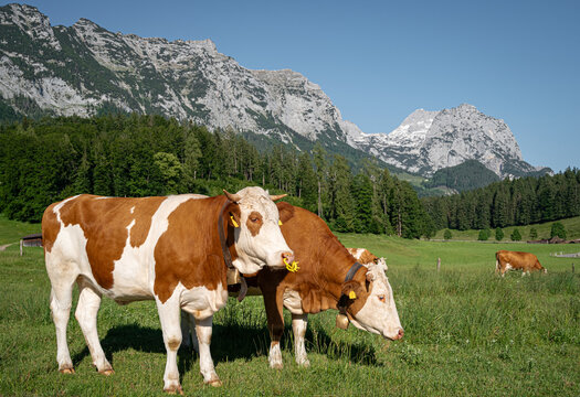 Bayrisches Fleckvieh  -  ein Rind mit Saugeentw&ouml;hner in den Nasenl&ouml;chern im Allg&auml;u mit den Alpen im Hintergrund.