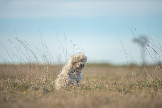 perro domestico en el campo 