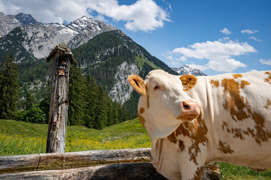 Viehtr&auml;nke in den Alpen - durstige Kuh an einer urigen Wassertr&auml;nke auf einer Alm.