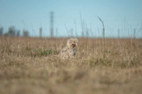 perro domestico en el campo 
